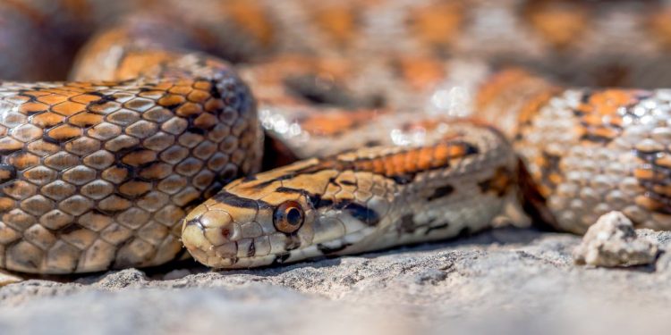 cobras
