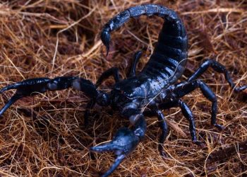 escorpião
