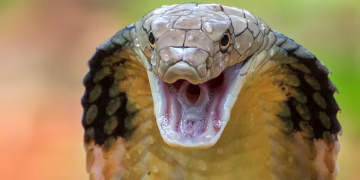 Cobra