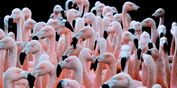 Flamingos Rosa Zoo Sp