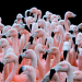 Flamingos Rosa Zoo Sp