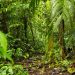 floresta amazônica