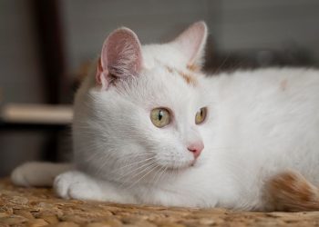 gato branco