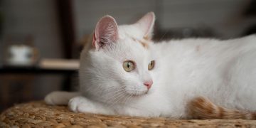 gato branco