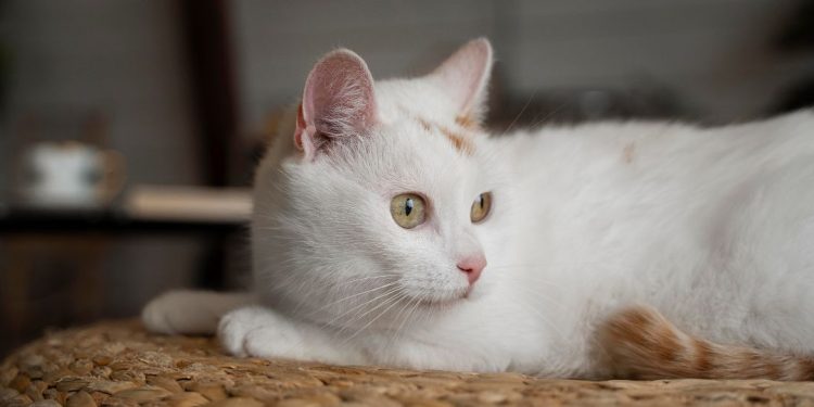 gato branco