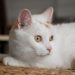 gato branco