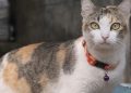 gatos pelo malhado