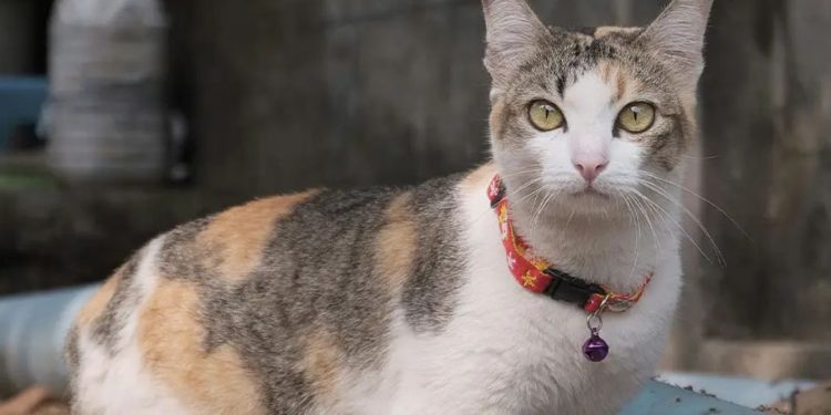gatos pelo malhado