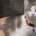 gatos pelo malhado