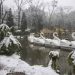 Neve Gramado