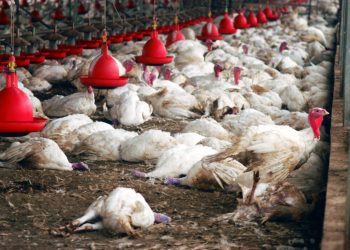 Influenza Aviária Brasil