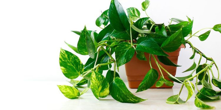 jiboia planta