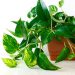jiboia planta