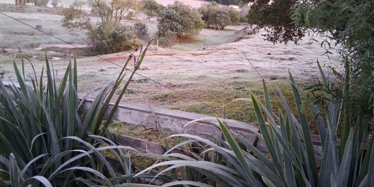 Frio