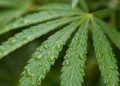 cannabis