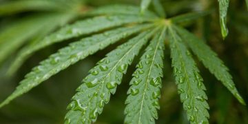 cannabis