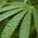cannabis