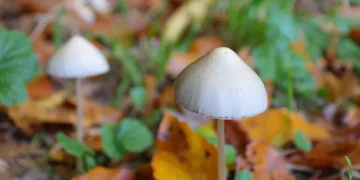 cogumelos
