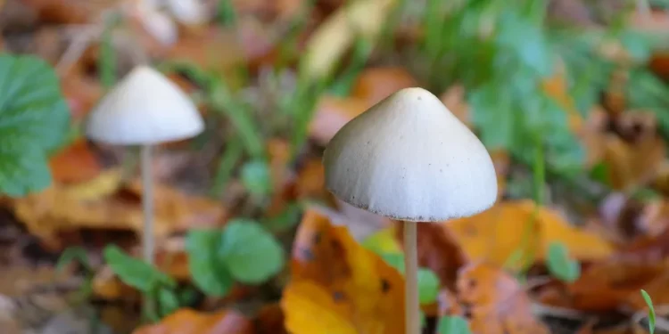 cogumelos