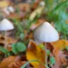 cogumelos