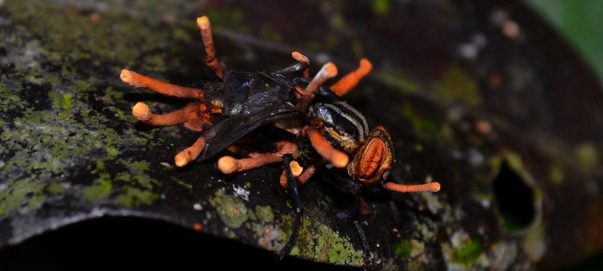 cordyceps