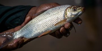 curimata peixe