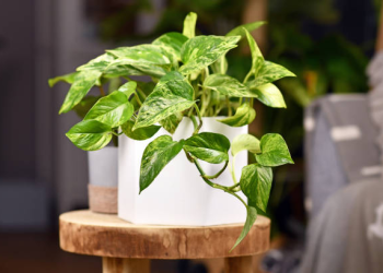 Planta NASA