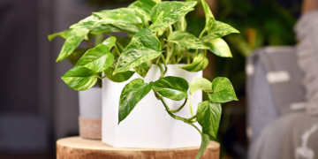 Planta NASA