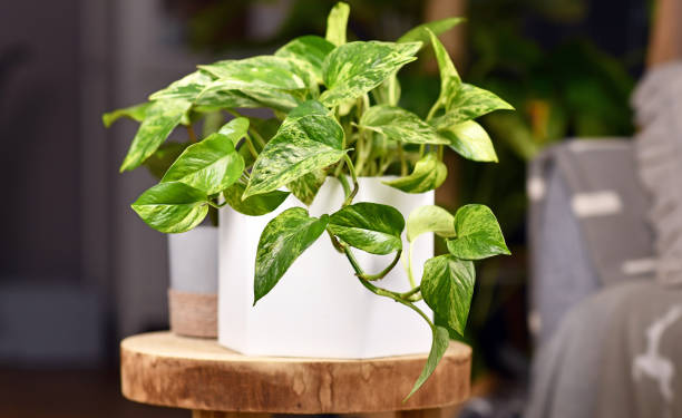 Planta NASA