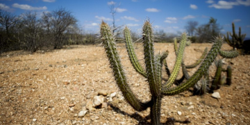 deserto Brasil