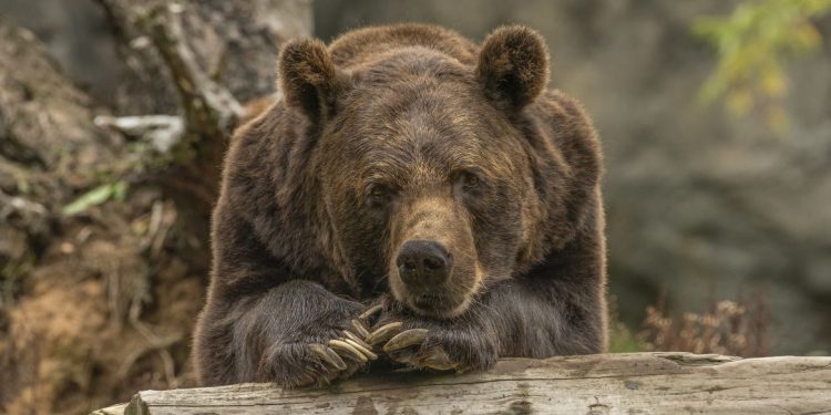 urso