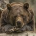 urso