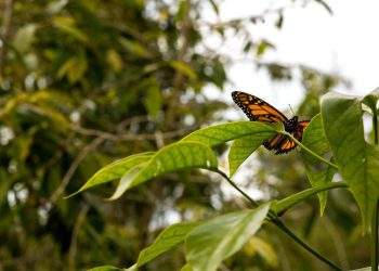 borboleta planta