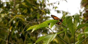 borboleta planta