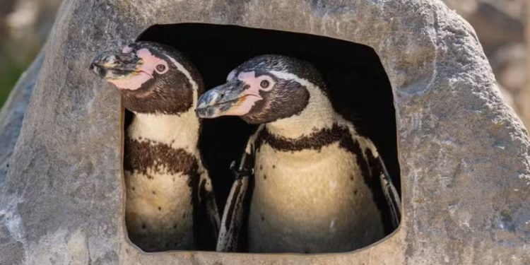 casal gay pinguins