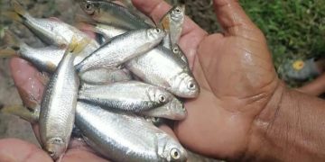 Foto: Municipalidad de Yoro/Policía Nacional de Honduras