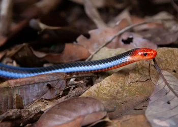 cobra azul