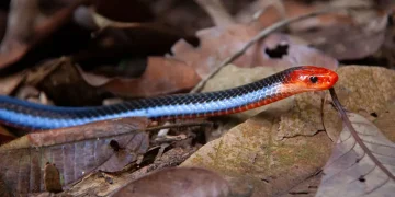 cobra azul
