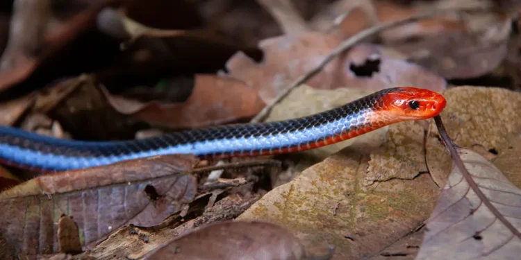 cobra azul
