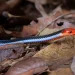 cobra azul