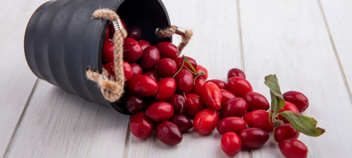 cranberry
