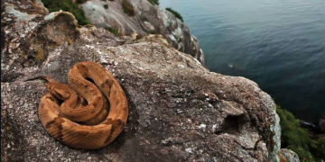 Ilha das Cobras