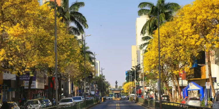 cidade árvores