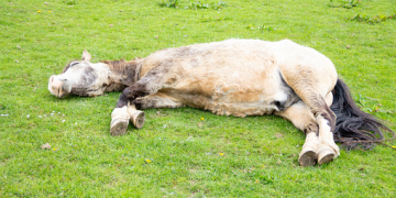 cavalo
