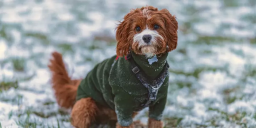 cão frio