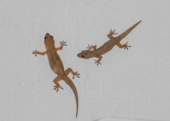 lagartixa