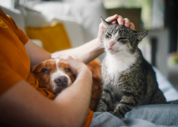 multa cão e gato