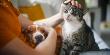 multa cão e gato