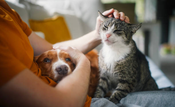 multa cão e gato