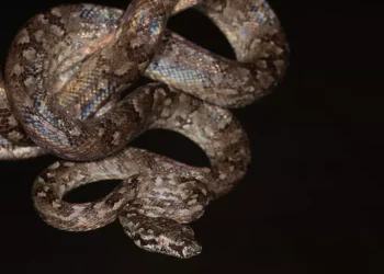 jiboia